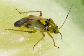 Attēlu rezultāti vaicājumam “Lygus pratensis imago”