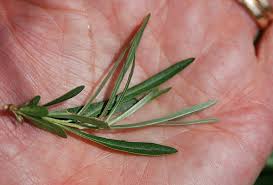 Attēlu rezultāti vaicājumam “Hippophae rhamnoides female flower”