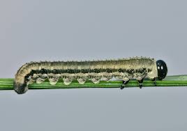 Attēlu rezultāti vaicājumam “Neodiprion sertifer”