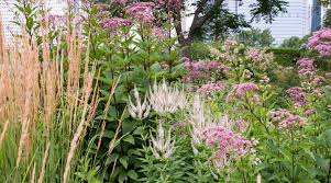 Attēlu rezultāti vaicājumam “Calamagrostis purpurea flower”
