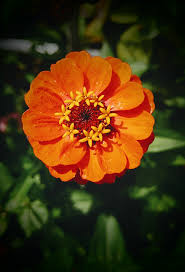 Attēlu rezultāti vaicājumam “Comatricha elegans”