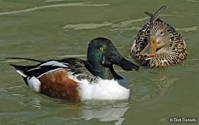 Attēlu rezultāti vaicājumam “Anas clypeata male”