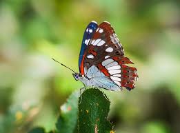 Attēlu rezultāti vaicājumam “Aricia artaxerxes  male”