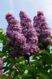 Image result for flieder