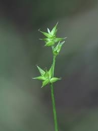 Attēlu rezultāti vaicājumam “Carex echinata”