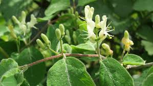 Attēlu rezultāti vaicājumam “Lonicera xylosteum”