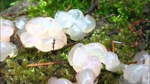 Attēlu rezultāti vaicājumam “Exidia thuretiana”