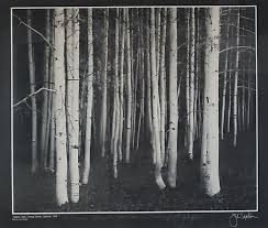 Image result for Ansel Adams Aspens New Mexico