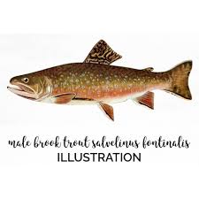 Image result for Salvelinus fontinalis