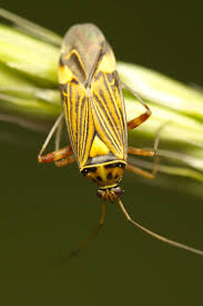 Attēlu rezultāti vaicājumam “Rhabdomiris striatellus”