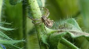 Attēlu rezultāti vaicājumam “Xysticus cristatus”