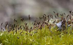 Attēlu rezultāti vaicājumam “Callicladium haldanianum”