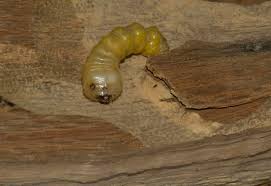 Attēlu rezultāti vaicājumam “Cerambycidae larva”