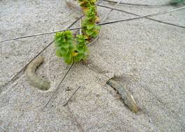 Attēlu rezultāti vaicājumam “Agrotis ripae larva”