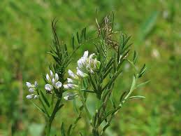 Attēlu rezultāti vaicājumam “Vicia hirsuta flower”