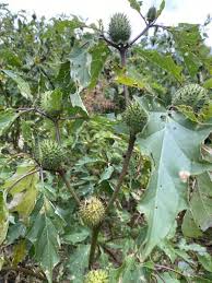 Image result for Datura stramonium