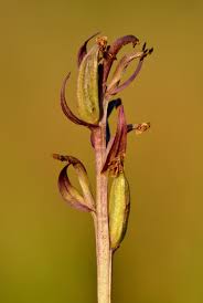 Attēlu rezultāti vaicājumam “Dactylorhiza russowii”