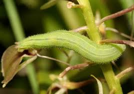 Attēlu rezultāti vaicājumam “Aleurochiton aceris nymph”