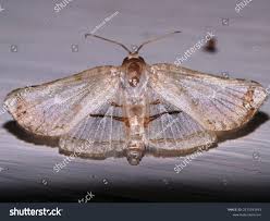 Attēlu rezultāti vaicājumam “Crambidae”