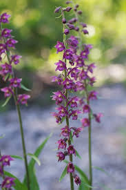 Attēlu rezultāti vaicājumam “Epipactis atrorubens”