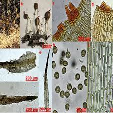 Attēlu rezultāti vaicājumam “Anastrophyllum minutum”