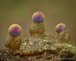 Attēlu rezultāti vaicājumam “Diderma chondrioderma”