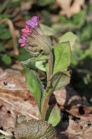 Attēlu rezultāti vaicājumam “Pulmonaria obscura leaf”