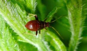 Attēlu rezultāti vaicājumam “Grypocoris sexguttatus”