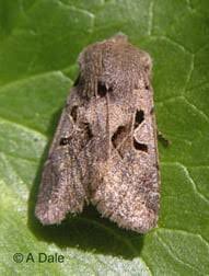 Attēlu rezultāti vaicājumam “Colostygia pectinataria female”