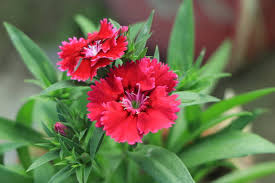 Attēlu rezultāti vaicājumam “Dianthus barbatus flower”