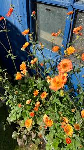 Attēlu rezultāti vaicājumam “Geum x intermedium”