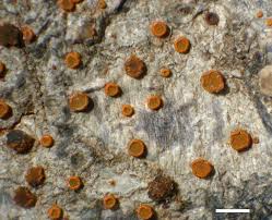 Attēlu rezultāti vaicājumam “Licea pusilla macro”