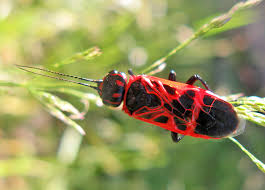Attēlu rezultāti vaicājumam “Caenolyda reticulata”