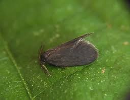 Attēlu rezultāti vaicājumam “Proutia betulina”