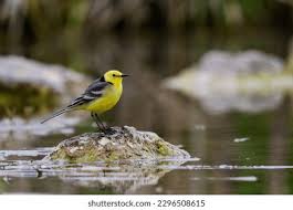 Attēlu rezultāti vaicājumam “Motacilla citreola”