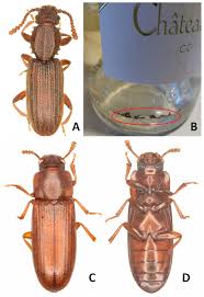 Attēlu rezultāti vaicājumam “Ptinus sp. male”