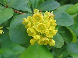 Attēlu rezultāti vaicājumam “Berberis vulgaris”