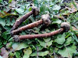 Attēlu rezultāti vaicājumam “Tulostoma fimbriatum”