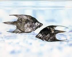 Image result for Makaira mazara