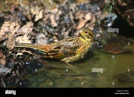 Attēlu rezultāti vaicājumam “Emberiza citrinella juvenile”