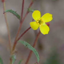 Attēlu rezultāti vaicājumam “Onagraceae”