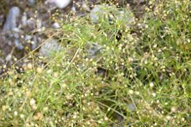 Attēlu rezultāti vaicājumam “Spergula arvensis”