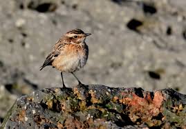 Attēlu rezultāti vaicājumam “Saxicola rubetra”