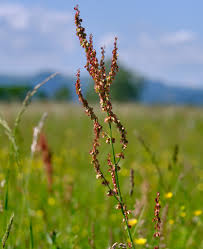 Attēlu rezultāti vaicājumam “Rumex acetosa”