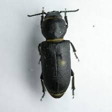 Attēlu rezultāti vaicājumam “Spondylis buprestoides”