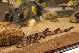 Image result for Haploblepharus pictus