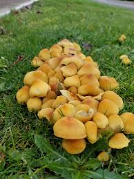 Attēlu rezultāti vaicājumam “Hypholoma sp.”