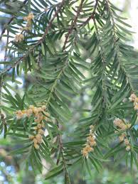 Attēlu rezultāti vaicājumam “Taxus baccata male flower”
