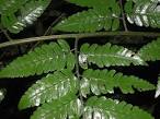 <b>Dryopteridaceae</b> Polybotrya