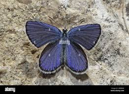 Attēlu rezultāti vaicājumam “Plebejus idas female”